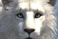 Blue Eyed White Lion. Digital art made by digital artist Ferretmania